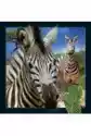 Magnes 3D Zebra