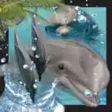  Pocztówka 3D Delfin 