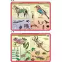 Visual System Podkładka Edukacyjna. Anatomia. Ssaki, Ptaki, Płaz