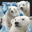 Worth Keeping  Magnes 3D Niedźwiedzie Polarne 