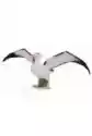 Collecta Albatros Wędrowny