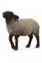 Collecta Owca Suffolk