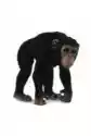 Szympans Samica