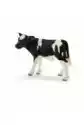 Cielę Rasy Holstein