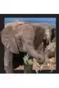 Pocztówka 3D. Słoń