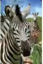 Mini Kartka 3D Zebra