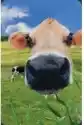 Mini Kartka 3D Krowa