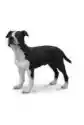 Pies Amerykański Saffordshire Terrier