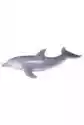 Delfin Butłonosy