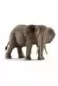 Słoń Afrykański Samica