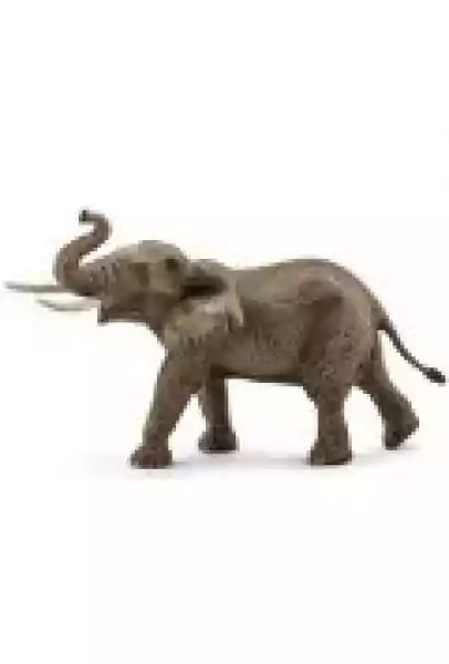 Słoń Afrykański Samiec