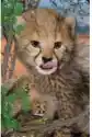 Mini Kartka 3D Gepard
