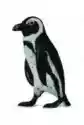 Pingwin Przylądkowy