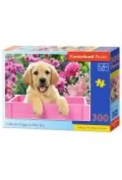 Puzzle 300 El. Labrador Puppy In Pink Box