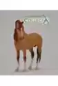 Koń Campolina Stallion Red Dun