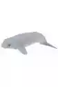Wieloryb Beluga Młode