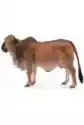 Krowa Czerwona Brahman