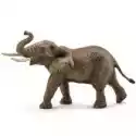  Słoń Afrykański Samiec 