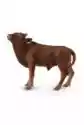 Krowa Ankole-Watusi Calf
