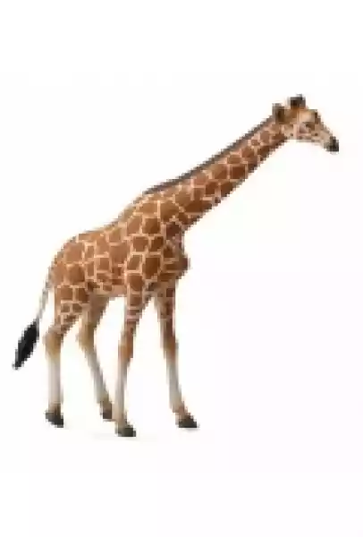 Żyrafa Siatkowa