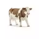  Krowa Rasy Simentalskiej 