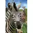 Worth Keeping Mini Kartka 3D Zebra 