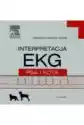 Interpretacja Ekg Psa I Kota