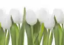 Wally Piekno Dekoracji Obraz Białe Tulipany 04