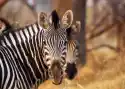 Wally Piekno Dekoracji Obraz Zebra 136