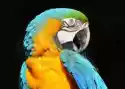 Wally Piekno Dekoracji Obraz Papuga 163
