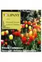 Tulipany Z Cyklu Niezwykłe Historie Pięknych Kwiatów