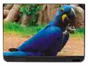 Naklejka Na Laptopa Niebieska Papuga P116