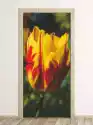 Wally Piekno Dekoracji Fototapeta Na Drzwi Czerwono Żółty Tulipan P24