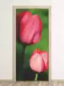 Wally Piekno Dekoracji Fototapeta Na Drzwi Tulipany P8