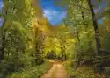 Wally Piekno Dekoracji Obraz Droga W Lesie P69
