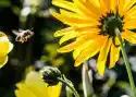 Obraz Żółty Kwiat I Pszczoła P500