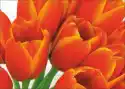 Wally Piekno Dekoracji Obraz Czerwone Tulipany P577