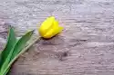 Wally Piekno Dekoracji Fototapeta Na Ścianę Żółty Tulipan Na Tle Drewna Fp 283