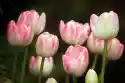 Wally Piekno Dekoracji Fototapeta Na Ścianę Subtelny Róż Tulipanów Fp 306