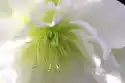 Wally Piekno Dekoracji Fototapeta Na Ścianę Powabny Biały Kwiat Fp 333