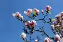 Wally Piekno Dekoracji Fototapeta Na Ścianę Kwiaty Magnoli Na Tle Błękitnego Nieba Fp 3