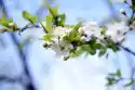 Fototapeta Na Ścianę Kwitnące Wiosną Drzewo Fp 364