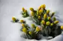 Fototapeta Na Ścianę Żółte Kwiaty Przebijające Się Przez Śnieg F