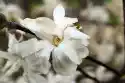 Wally Piekno Dekoracji Fototapeta Na Ścianę Biały Kwiat Magnoli Fp 380
