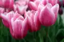 Wally Piekno Dekoracji Fototapeta Na Ścianę Różowe Tulipany Fp 437