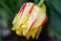 Fototapeta Na Ścianę Krople Rosy Na Płatkach Tulipana Fp 441