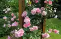 Fototapeta Na Ścianę Róża Bukietowa W Ogrodzie Fp 471