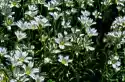 Fototapeta Na Ścianę Malutkie Białe Kwiatki Ozdobne Fp 528