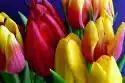 Wally Piekno Dekoracji Fototapeta Na Ścianę Bukiet Kolorowych Tulipanów Fp 530