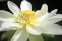 Fototapeta Na Ścianę Biały Rozkwitnięty Kwiat Lotosu Fp 560